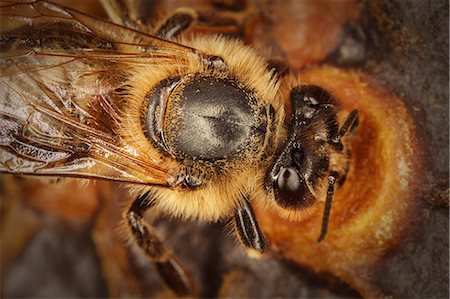 Bees And Honeycomb, (Apis mellifera),Croatia, Europe Photographie de stock - Premium Libres de Droits, Code: 6115-08066451