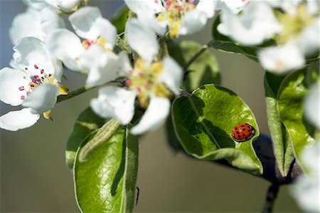 Ladybug and apple blossoms, close-up Foto de stock - Sin royalties Premium, Código: 6115-08066555