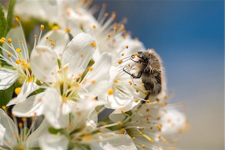 flying insects bugs insects - Bumble bee on flower, close-up Stock Photo - Premium Royalty-Free, Code: 6115-08066556