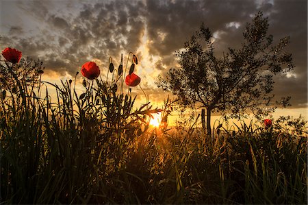 scenic flower meadows - Sunset over rural landscape, Istria, Croatia Stock Photo - Premium Royalty-Free, Code: 6115-08066566