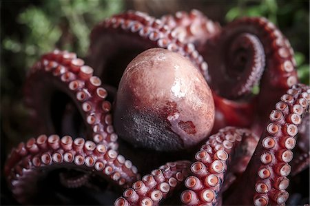 food on wooden table - Octopus Stock Photo - Premium Royalty-Free, Code: 6115-08066574