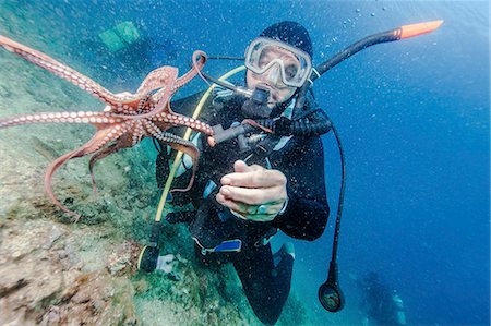 diver (male) - Diver holding sea animal, Adriatic Sea, Dalmatia, Croatia Stock Photo - Premium Royalty-Free, Code: 6115-08066690