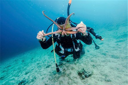 simsearch:6115-08149543,k - Diver holding sea animal, Adriatic Sea, Dalmatia, Croatia Photographie de stock - Premium Libres de Droits, Code: 6115-08066691