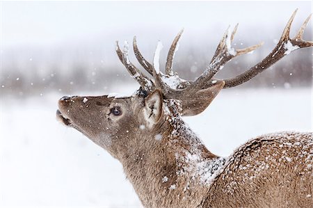 simsearch:6115-08149442,k - Portrait of red deer stag Stock Photo - Premium Royalty-Free, Code: 6115-08149443