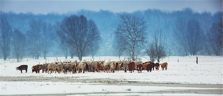 simsearch:6115-08149442,k - Cattle in winter landscape Stock Photo - Premium Royalty-Free, Code: 6115-08149448