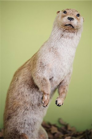 Taxidermied weasel, close-up Foto de stock - Sin royalties Premium, Código: 6115-08149497