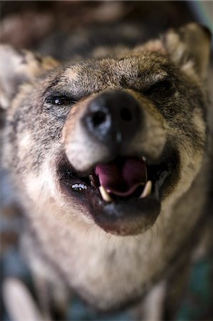 snarling - Taxidermied wolf, close-up Stock Photo - Premium Royalty-Free, Code: 6115-08149496