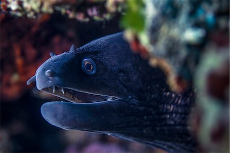 Mediterranean Moray, close-up, Adriatic Sea Stock Photo - Premium Royalty-Free, Code: 6115-08149541