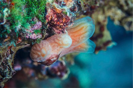 simsearch:6115-08066675,k - Coral Reef, close-up, Adriatic Sea Photographie de stock - Premium Libres de Droits, Code: 6115-08149547