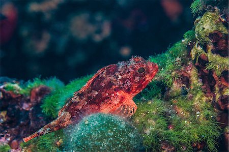 simsearch:6115-08149442,k - Red scorpionfish, close-up, Adriatic Sea, Stock Photo - Premium Royalty-Free, Code: 6115-08149550