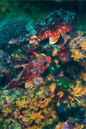 Red scorpionfish, close-up, Adriatic Sea Foto de stock - Sin royalties Premium, Código: 6115-08149551