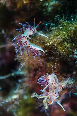 Cratena Slug, close-up, Adriatic Sea Foto de stock - Sin royalties Premium, Código: 6115-08149552