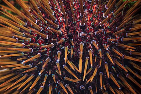 Purple Sea Urchin, close-up, Adriatic Sea Foto de stock - Sin royalties Premium, Código: 6115-08149561