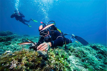 picture of fish or fishes in the ocean - Scuba divers exploring sea life, Adriatic Sea, Dalmatia, Croatia Stock Photo - Premium Royalty-Free, Code: 6115-08149537