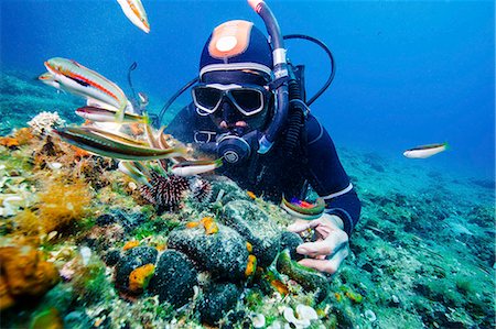 Scuba diver exploring sea life, Adriatic Sea, Dalmatia, Croatia Foto de stock - Sin royalties Premium, Código: 6115-08149535