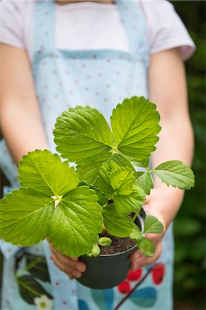 Girl gardening, holding potted plant Photographie de stock - Premium Libres de Droits, Code: 6115-08100431