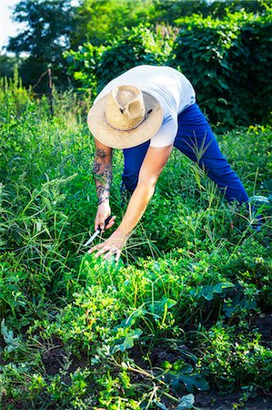 simsearch:6115-06967189,k - Young man harvesting watermelons in vegetable garden Photographie de stock - Premium Libres de Droits, Code: 6115-08100788