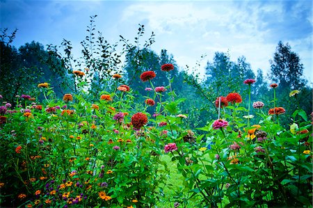 Ornamental garden with blooming flowers Photographie de stock - Premium Libres de Droits, Code: 6115-08101158