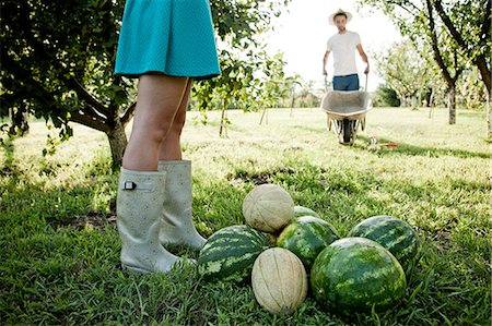 Young couple harvesting pumpkins and watermelons in vegetable garden Stock Photo - Premium Royalty-Free, Code: 6115-08101166
