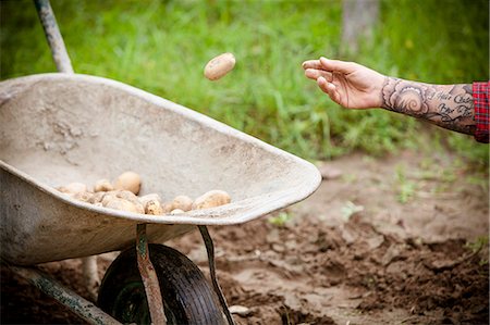 simsearch:6115-08101188,k - Young man harvesting potatoes in vegetable garden Foto de stock - Royalty Free Premium, Número: 6115-08101174