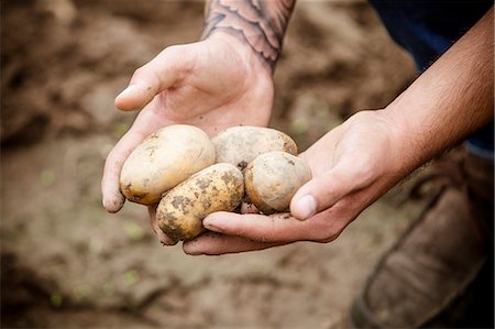 simsearch:6115-08101188,k - Young man harvesting potatoes in vegetable garden Foto de stock - Royalty Free Premium, Número: 6115-08101175