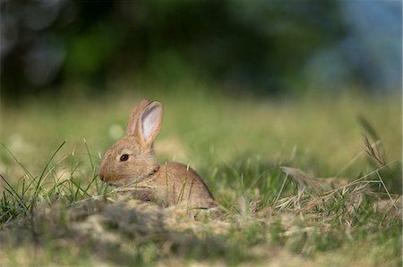 rabbit in grass - Baby rabbit, Porec, Istria, Croatia Stock Photo - Premium Royalty-Free, Code: 6115-08101322