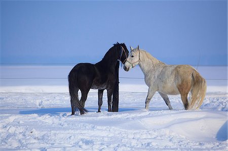 Two horses in the snow, Baranja, Croatia Stock Photo - Premium Royalty-Free, Code: 6115-08101330