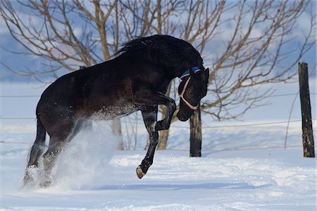 Horse jumping in snow, Baranja, Croatia Stock Photo - Premium Royalty-Free, Code: 6115-08101335