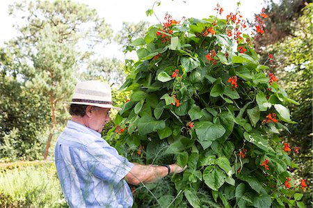 simsearch:614-08119682,k - Runner beans in bloom, Bournemouth, County Dorset, UK, Europe Photographie de stock - Premium Libres de Droits, Code: 6115-08105138