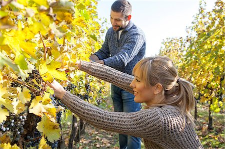 Couple harvesting grapes together in vineyard Photographie de stock - Premium Libres de Droits, Code: 6115-08416346