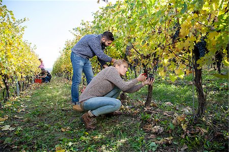 simsearch:6115-08416361,k - Couple harvesting grapes together in vineyard Stock Photo - Premium Royalty-Free, Code: 6115-08416351