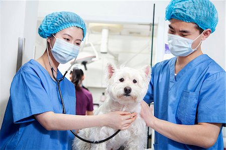 Veterinarians examining dog Foto de stock - Sin royalties Premium, Código: 6116-07086657