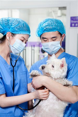 Veterinarians examining dog Foto de stock - Sin royalties Premium, Código: 6116-07086656