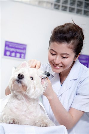 Dog in veterinarian's office Stock Photo - Premium Royalty-Free, Code: 6116-07086662