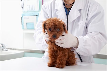 Dog in veterinarian's office Foto de stock - Sin royalties Premium, Código: 6116-07086677