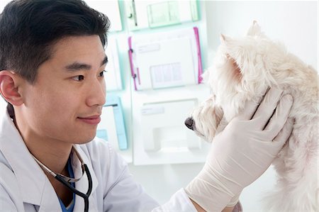 Veterinarian looking at dog in office Foto de stock - Sin royalties Premium, Código: 6116-07086674