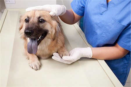 doctor full body portrait - Veterinarian with dog in examination room Stock Photo - Premium Royalty-Free, Code: 6116-07086683