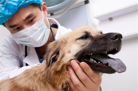 Veterinarian with dog in examination room Photographie de stock - Premium Libres de Droits, Code: 6116-07086680