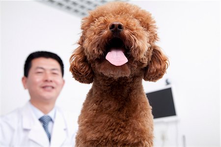 Dog in veterinarian's office Photographie de stock - Premium Libres de Droits, Code: 6116-07086638