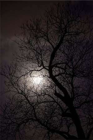 spooky night sky - Silhouette of trees in the moonlight. Stock Photo - Premium Royalty-Free, Code: 6116-07235936