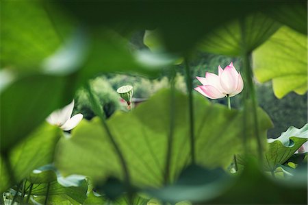 Pink lotus flower on a lake in China Stock Photo - Premium Royalty-Free, Code: 6116-07236277