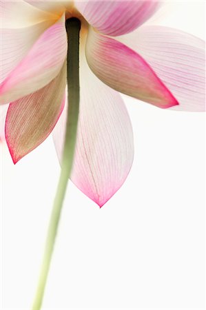 flower with stem - Close-up of pink lotus flower, China Stock Photo - Premium Royalty-Free, Code: 6116-07236274