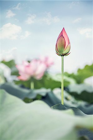 stemmed flower - Pink lotus flower on a lake in China Stock Photo - Premium Royalty-Free, Code: 6116-07236276