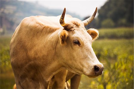 shanxi province - White cow in the countryside, Shanxi Province, China Foto de stock - Sin royalties Premium, Código: 6116-07236503
