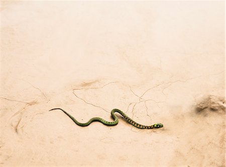 Snake slithering across dry desert ground Stock Photo - Premium Royalty-Free, Code: 6116-07236512