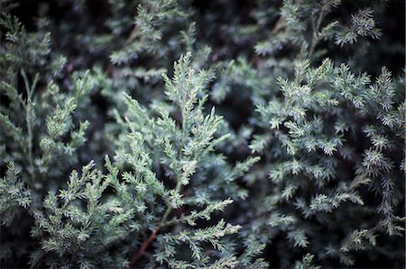 simsearch:858-03694349,k - Close-up of coniferous tree, Shanxi Province, China Foto de stock - Sin royalties Premium, Código: 6116-07236522