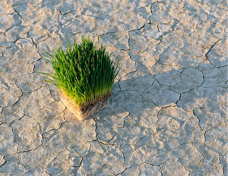 Black Rock Desert In Nevada. Arid Cracked Crusty Surface Of The Salt Flat Playa. Wheatgrass Plants With A Dense Network Of Roots In Shallow Soil With Bright Fresh Green Leaves And Stalks. Stock Photo - Premium Royalty-Free, Code: 6118-07122049