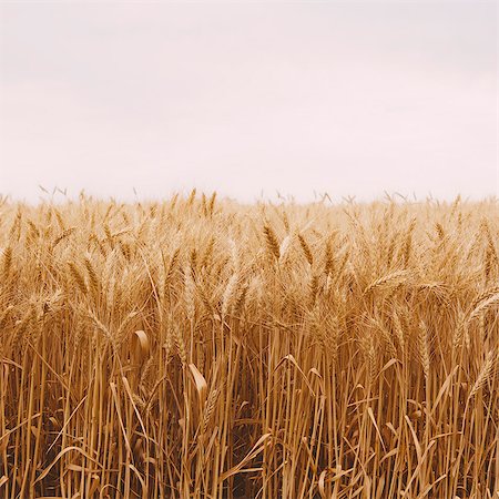 staple food - A Field Of Ripening Wheat Growing, Near Pullman In Whitman County. Photographie de stock - Premium Libres de Droits, Code: 6118-07122089