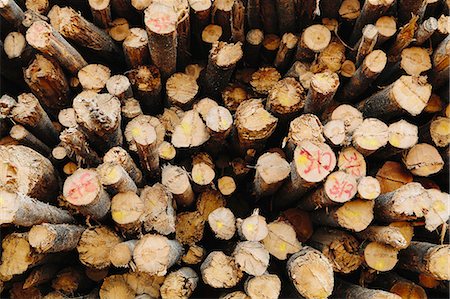 sawmill wood industry - A Stack Of Cut Timber Logs, Lodge Pole Pine Trees At A Lumber Mill. Foto de stock - Sin royalties Premium, Código: 6118-07122097