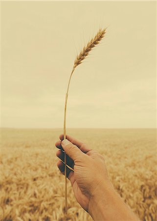 farm - A Human Hand Holding A Stalk Of Wheat With A Ripening Ear At The Top. Stock Photo - Premium Royalty-Free, Code: 6118-07122094